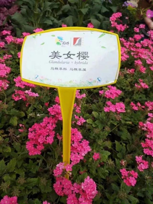 花名男生两个字威猛（花名男生两个字植物）