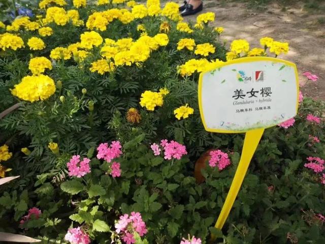 花名男生两个字威猛（花名男生两个字植物）
