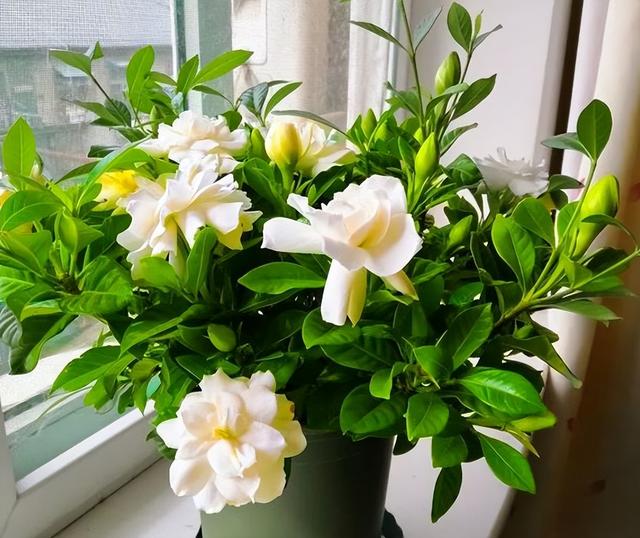 栀子花花期几月份（栀子花的花期是几月）