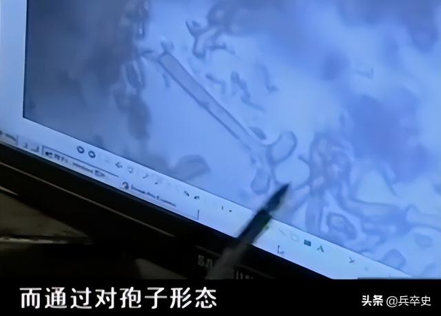 树舌灵芝图片价格 功效（树舌灵芝图片价格 有毒）