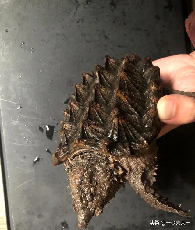 家养大鳄龟最终的结局（我养的大鳄龟）