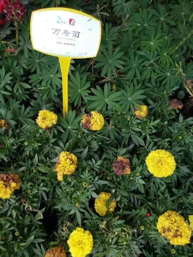 花名男生两个字威猛（花名男生两个字植物）