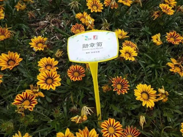 花名男生两个字威猛（花名男生两个字植物）