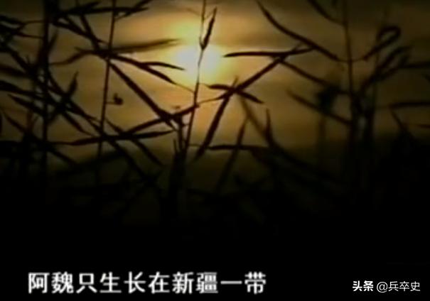 树舌灵芝图片价格 功效（树舌灵芝图片价格 有毒）