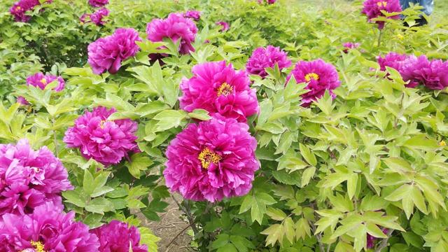花名男生两个字威猛（花名男生两个字植物）