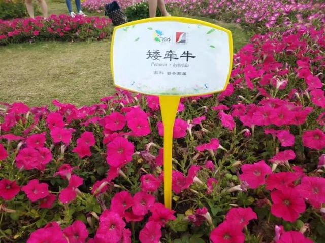 花名男生两个字威猛（花名男生两个字植物）