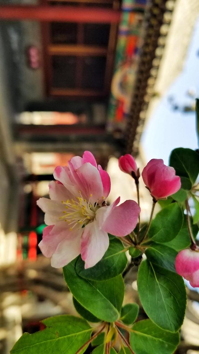 马家鸡石家庄分店地址（马家鸡和刘家鸡哪个好_）