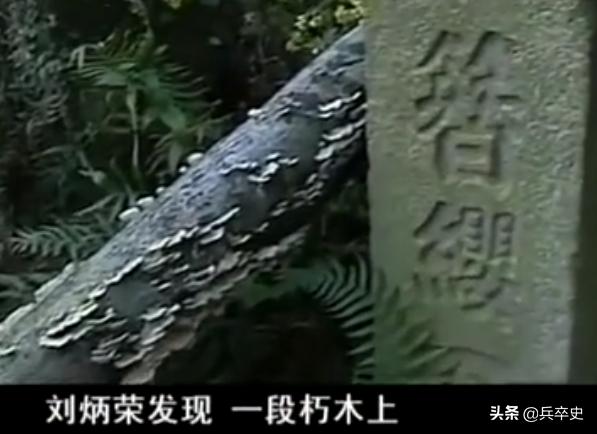 树舌灵芝图片价格 功效（树舌灵芝图片价格 有毒）