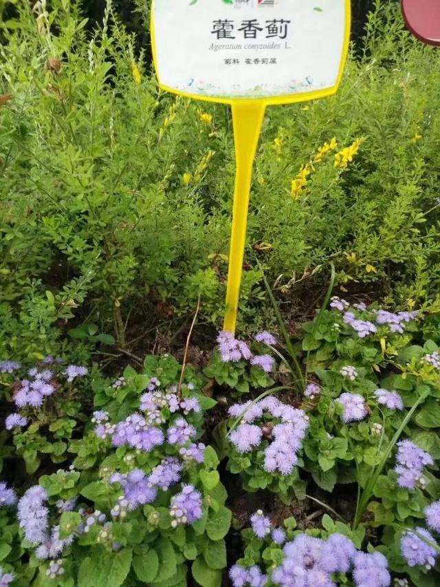 花名男生两个字威猛（花名男生两个字植物）