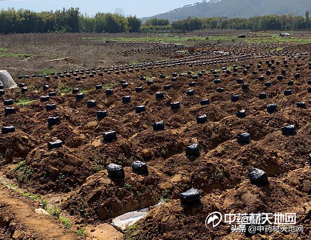 野生葛粉多少钱一斤（产新观察：粉葛产量调减 产地货源畅销）