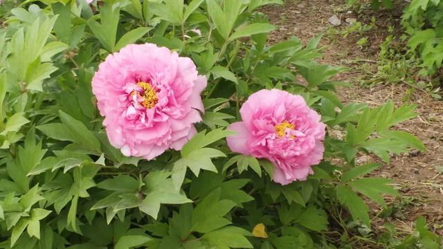 花名男生两个字威猛（花名男生两个字植物）