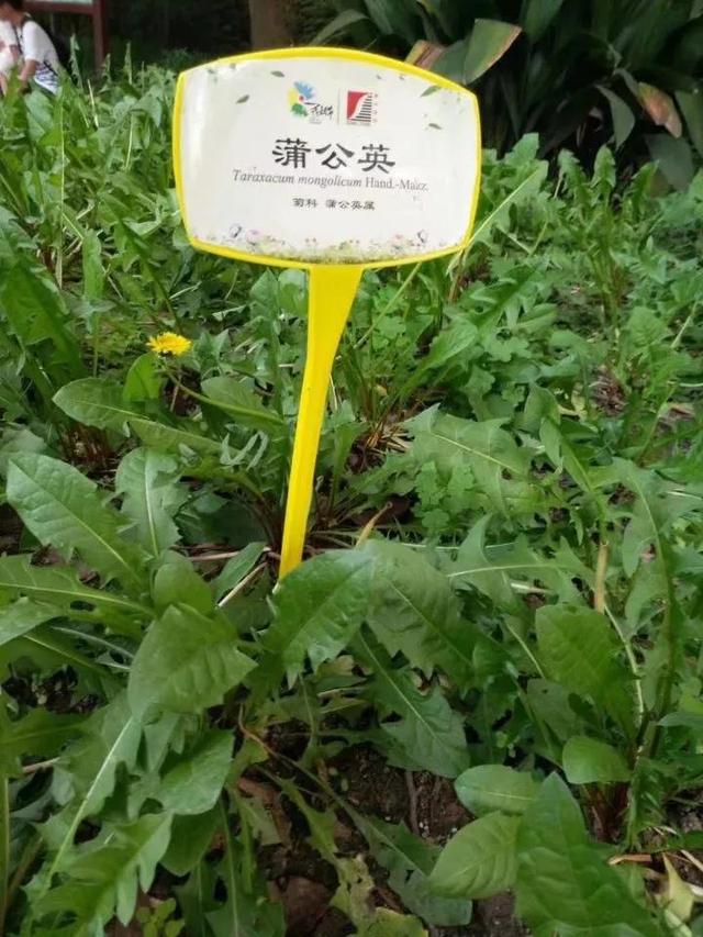 花名男生两个字威猛（花名男生两个字植物）