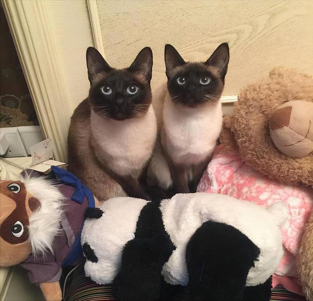 布偶猫的品种图片（猫的品种图片名字大全）