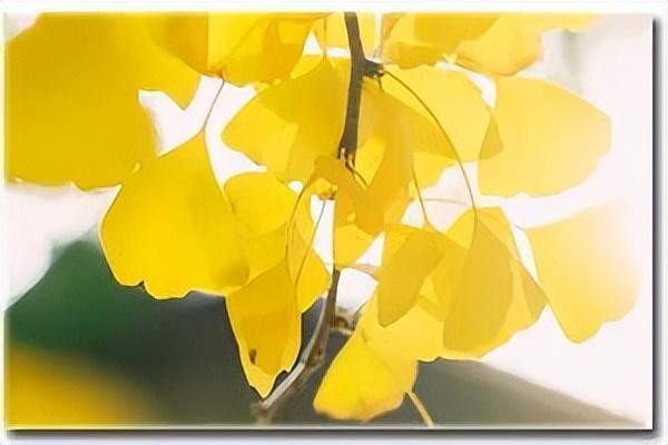 普通公众号一个月挣多少钱（公众号一个月能挣多少钱）