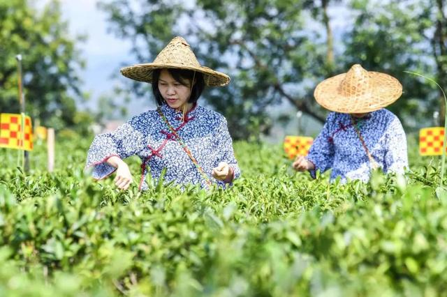 白茶的价格一般是多少白茶价格表（天目湖白茶价格表）