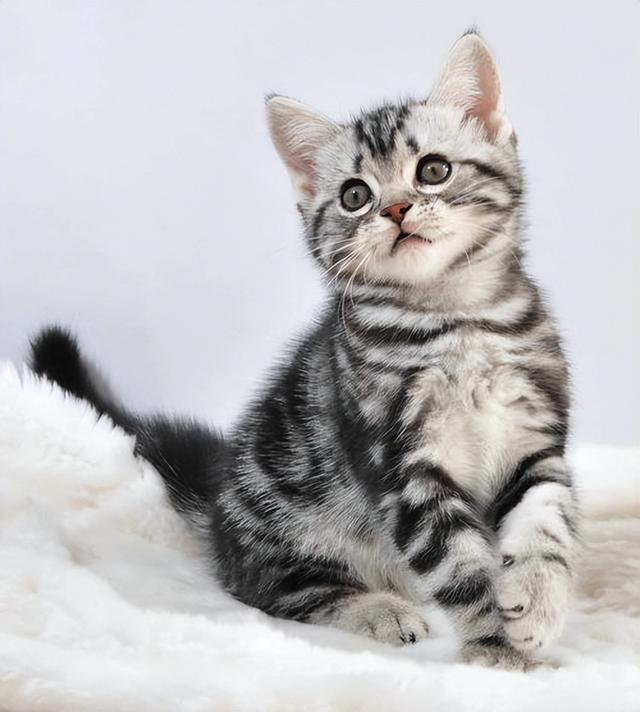 布偶猫的品种图片（猫的品种图片名字大全）