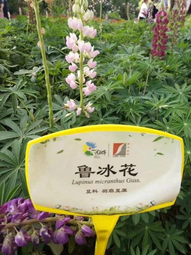 花名男生两个字威猛（花名男生两个字植物）