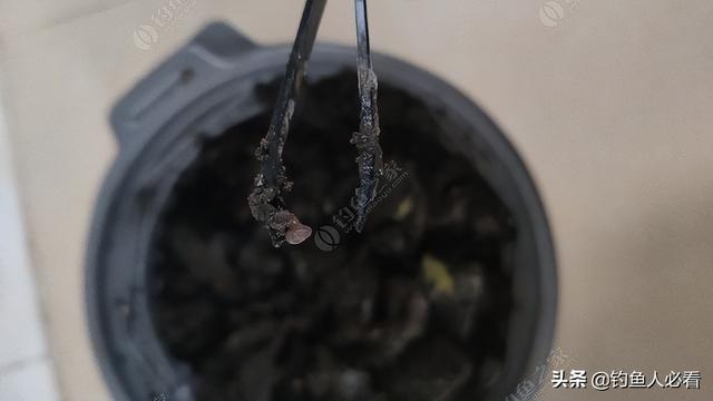 如何养蚯蚓(塑料瓶)（家庭如何养蚯蚓）