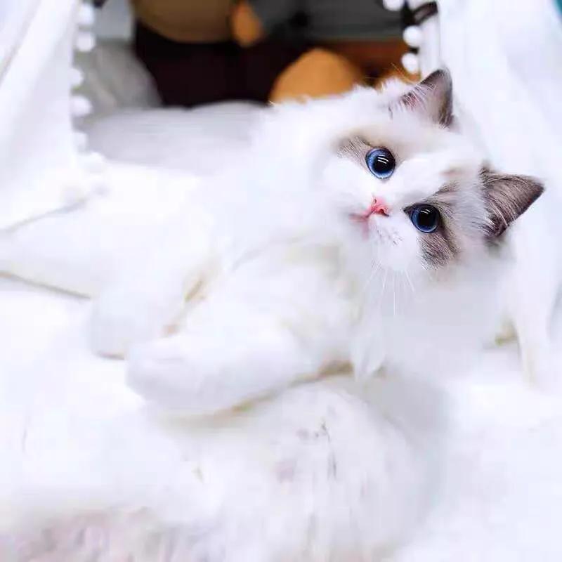 布偶猫价格多少钱一只？性格好不好？