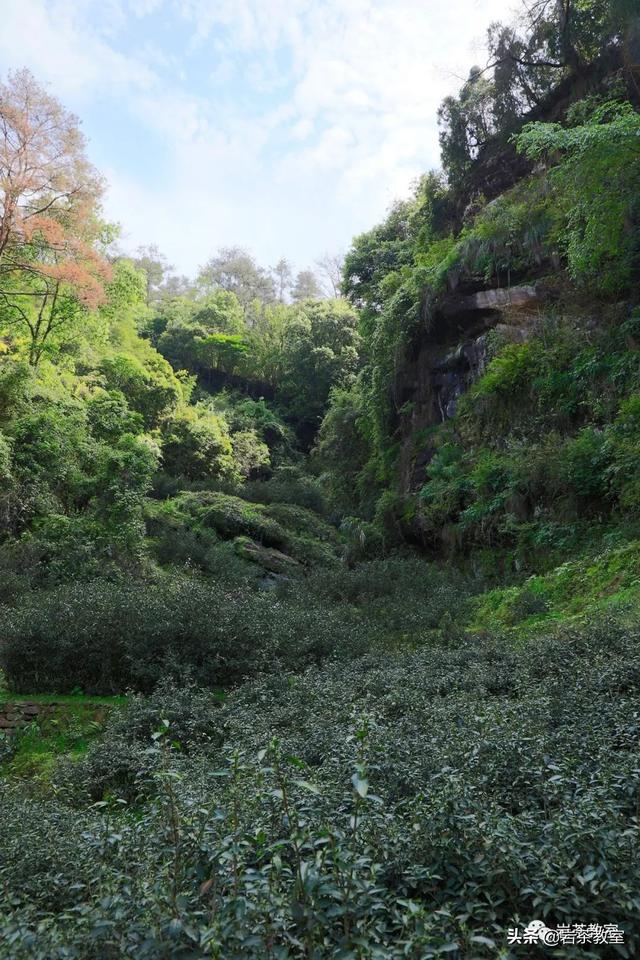 水金龟属于什么茶功效与作用（水金龟岩茶）