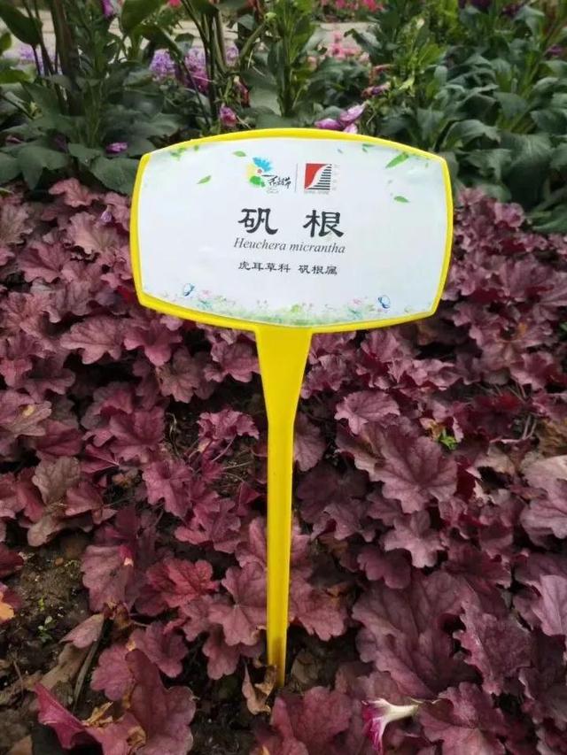 花名男生两个字威猛（花名男生两个字植物）
