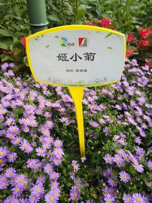 花名男生两个字威猛（花名男生两个字植物）