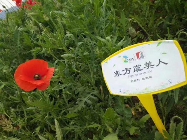 花名男生两个字威猛（花名男生两个字植物）
