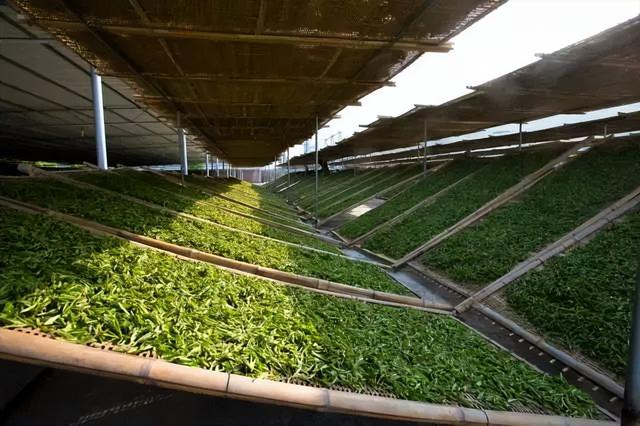 白茶的价格一般是多少白茶价格表（天目湖白茶价格表）