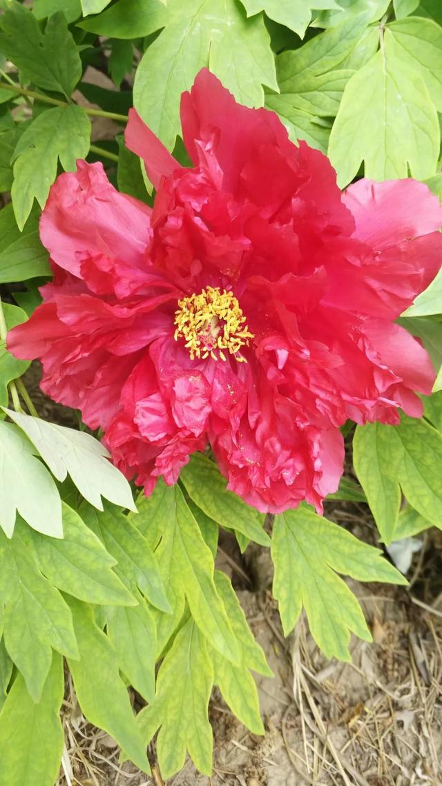 花名男生两个字威猛（花名男生两个字植物）