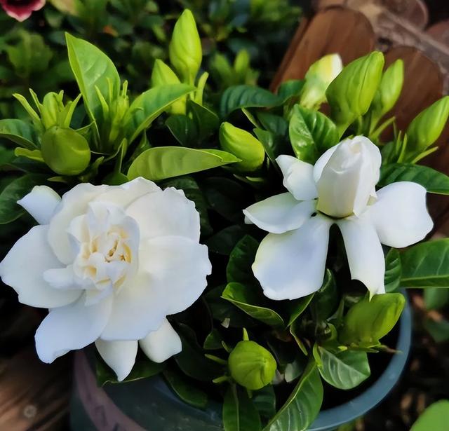 栀子花花期几月份（栀子花的花期是几月）