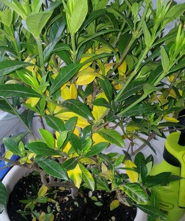 栀子花花期几月份（栀子花的花期是几月）