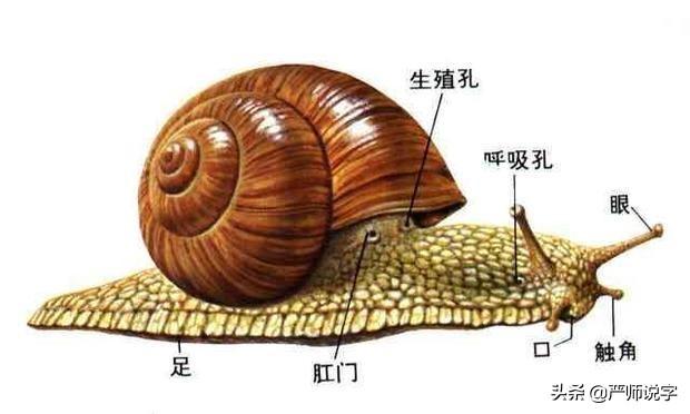 晟的拼音是啥（晟的拼音和意思）
