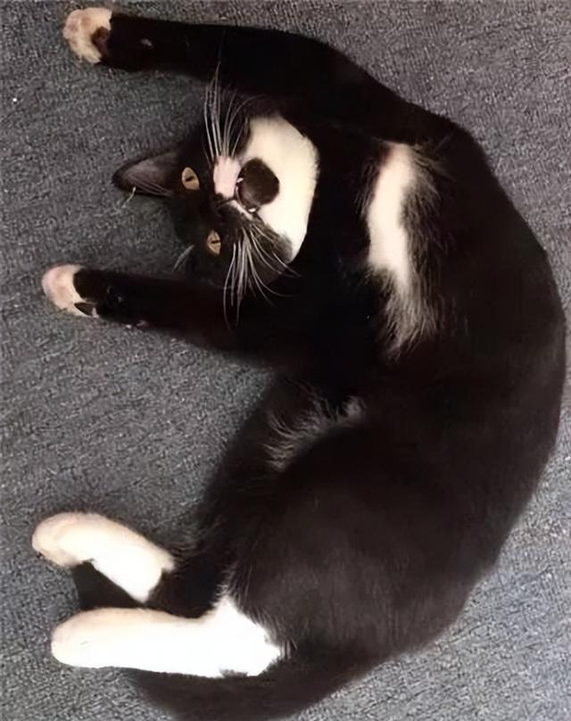 布偶猫的品种图片（猫的品种图片名字大全）