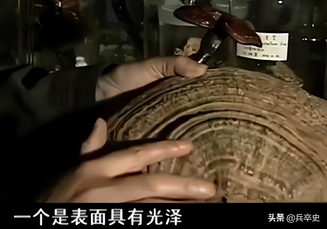 树舌灵芝图片价格 功效（树舌灵芝图片价格 有毒）