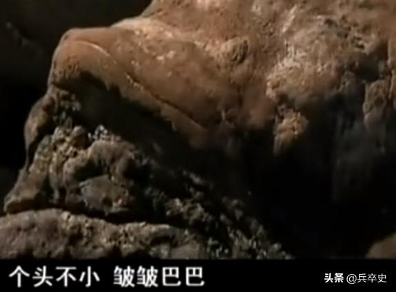 树舌灵芝图片价格 功效（树舌灵芝图片价格 有毒）