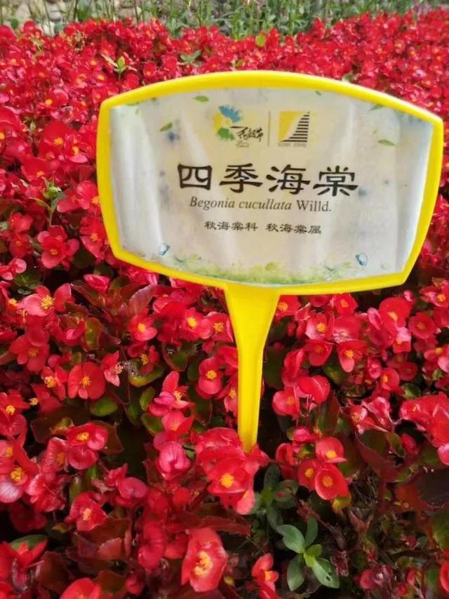 花名男生两个字威猛（花名男生两个字植物）