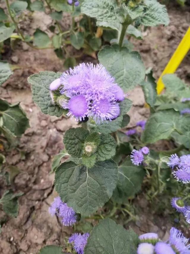 花名男生两个字威猛（花名男生两个字植物）