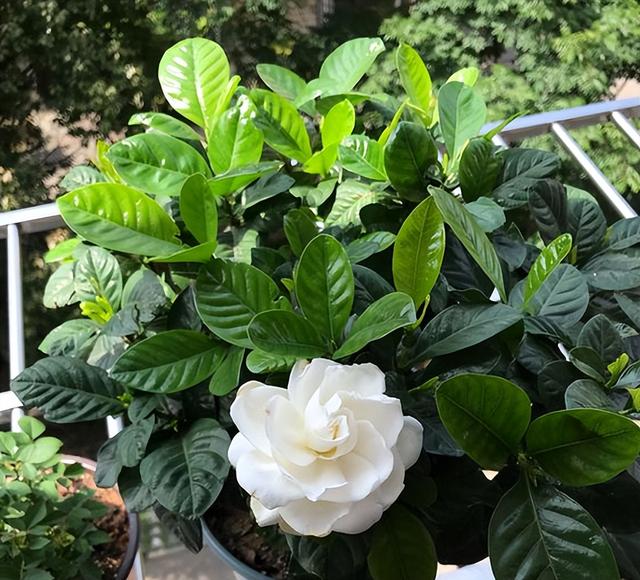 栀子花花期几月份（栀子花的花期是几月）