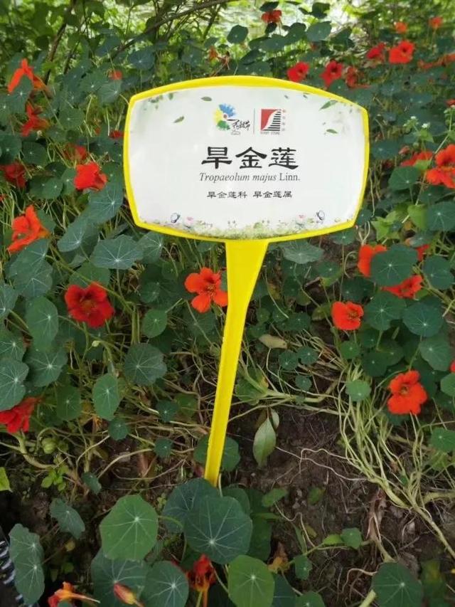 花名男生两个字威猛（花名男生两个字植物）
