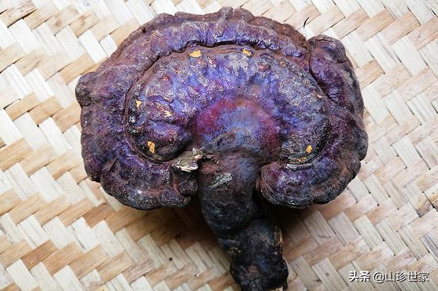 真正野生灵芝图片的作用（真正野生灵芝图片 有毒）
