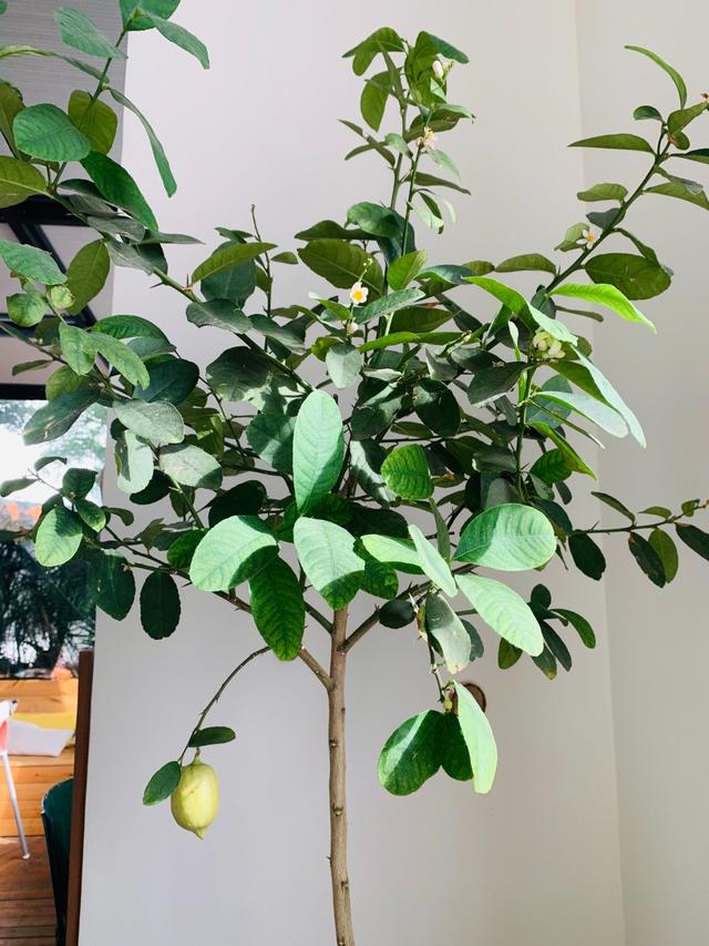 汪姐私房菜舌尖上的中国（汪姐私房菜为什么关门）