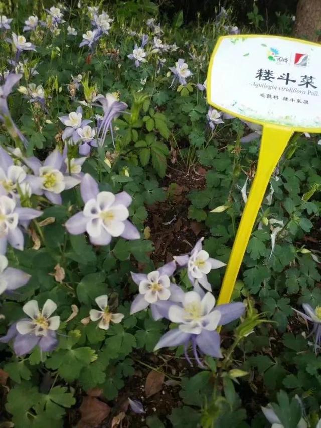 花名男生两个字威猛（花名男生两个字植物）