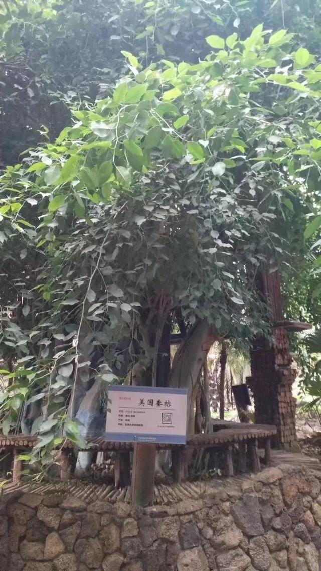 花名男生两个字威猛（花名男生两个字植物）