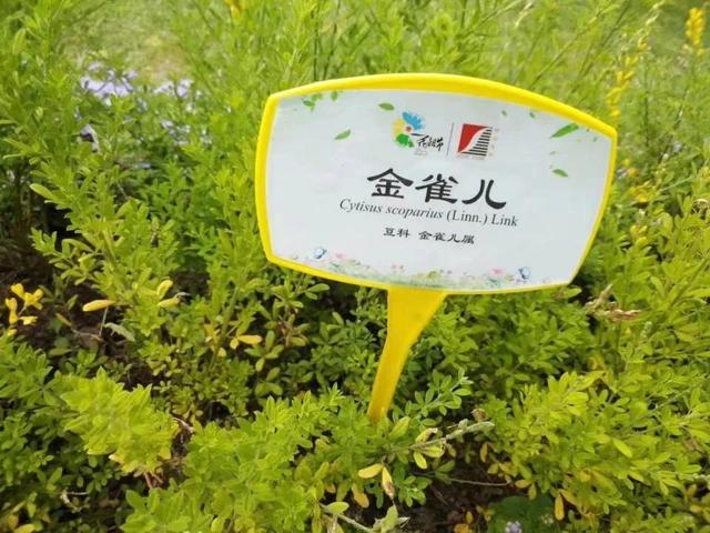 花名男生两个字威猛（花名男生两个字植物）