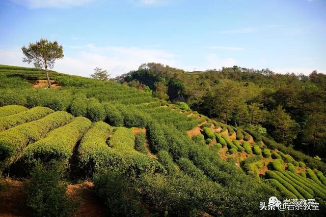 水金龟属于什么茶功效与作用（水金龟岩茶）