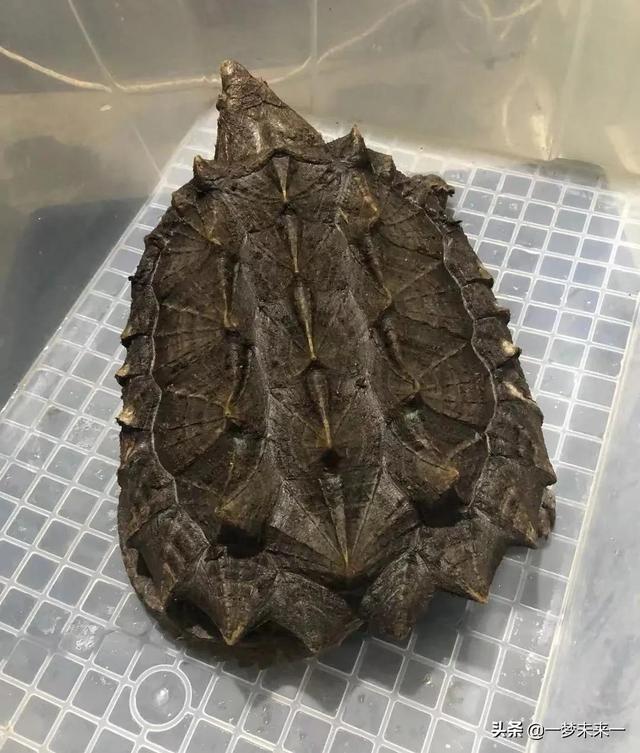 家养大鳄龟最终的结局（我养的大鳄龟）