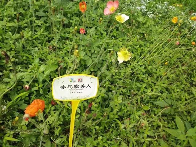 花名男生两个字威猛（花名男生两个字植物）