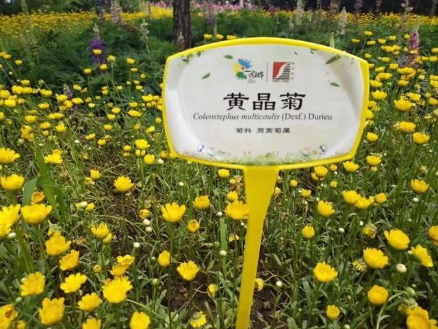 花名男生两个字威猛（花名男生两个字植物）