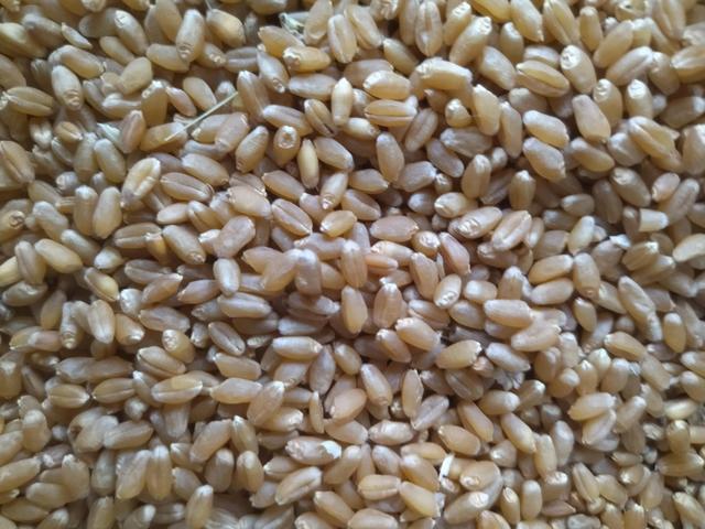 今日小麦价格是多少钱一斤（今日小麦价格是多少钱一斤佬州）