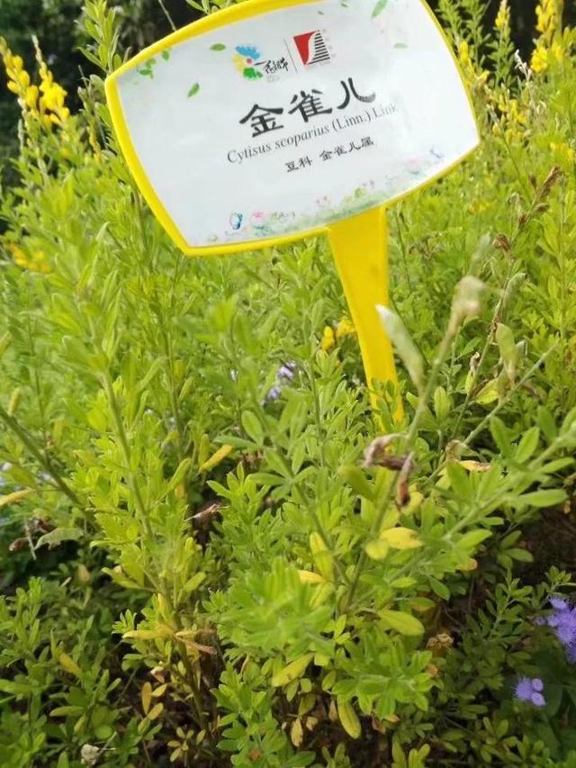花名男生两个字威猛（花名男生两个字植物）